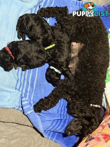 Purebred Black Toy Poodles Males