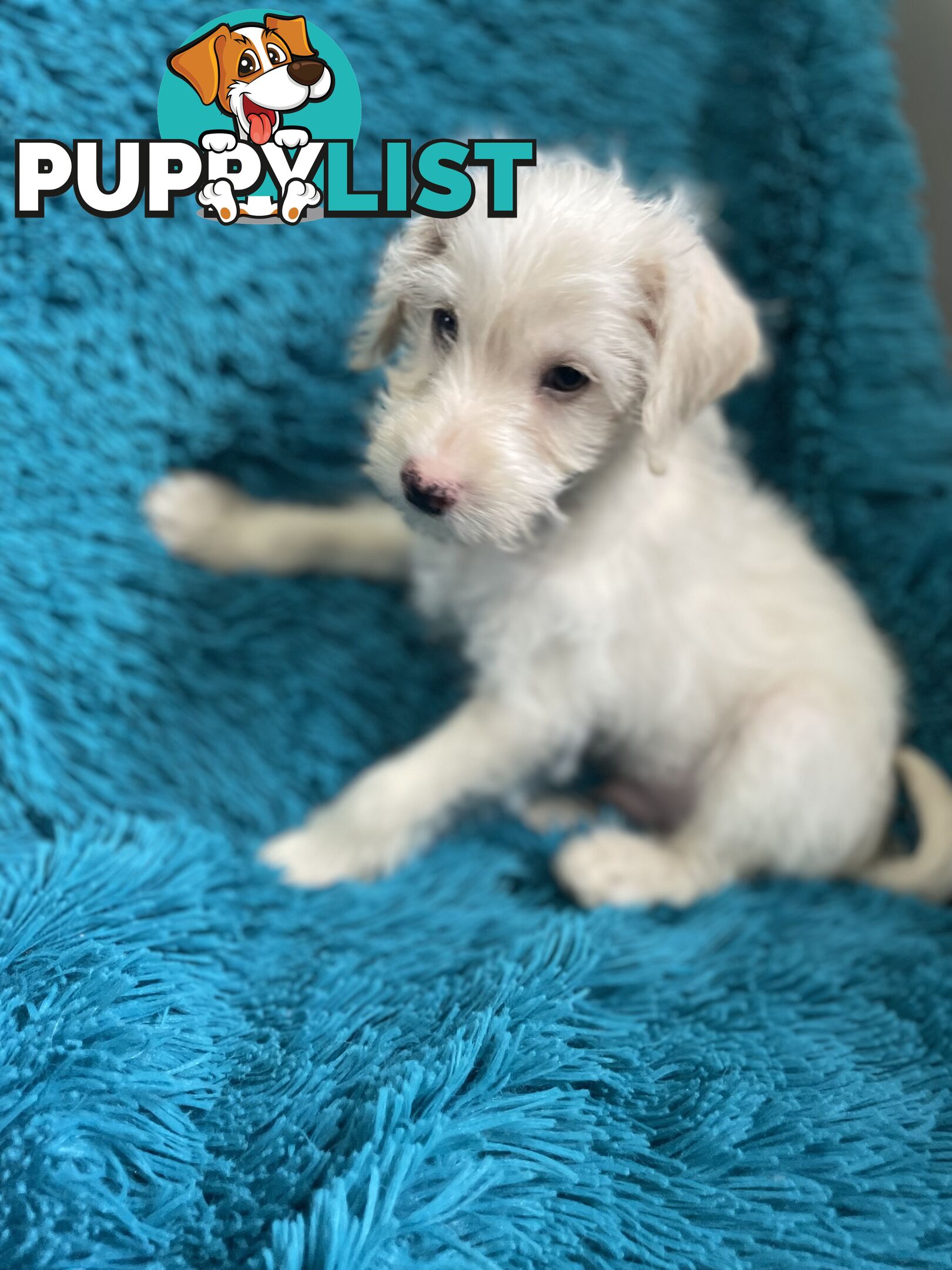 Schnoodle puppy 10 weeks old