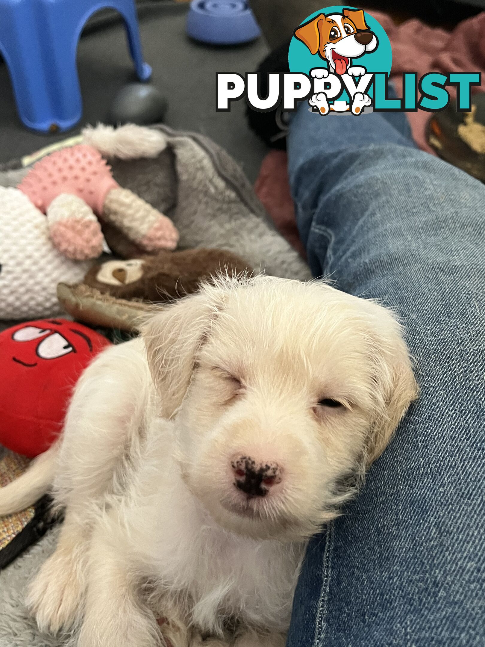 Schnoodle puppy 10 weeks old