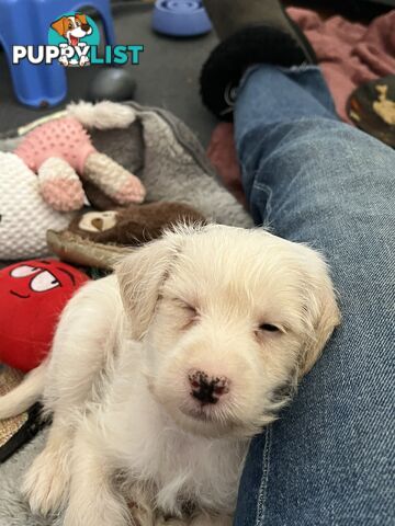 Schnoodle puppy 10 weeks old