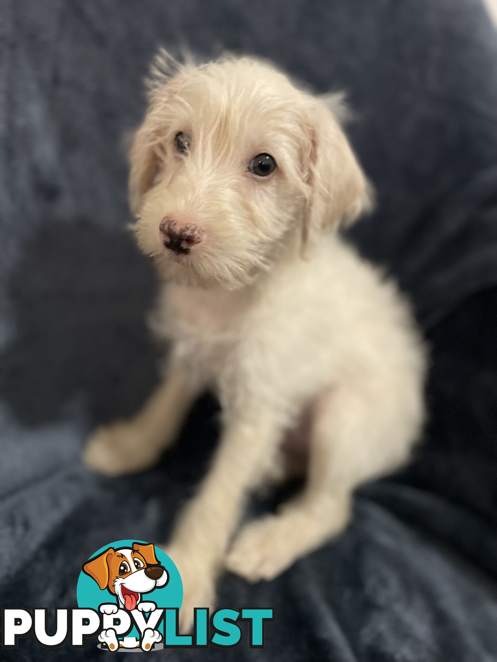 Schnoodle puppy 10 weeks old