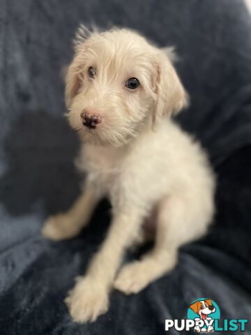 Schnoodle puppy 10 weeks old