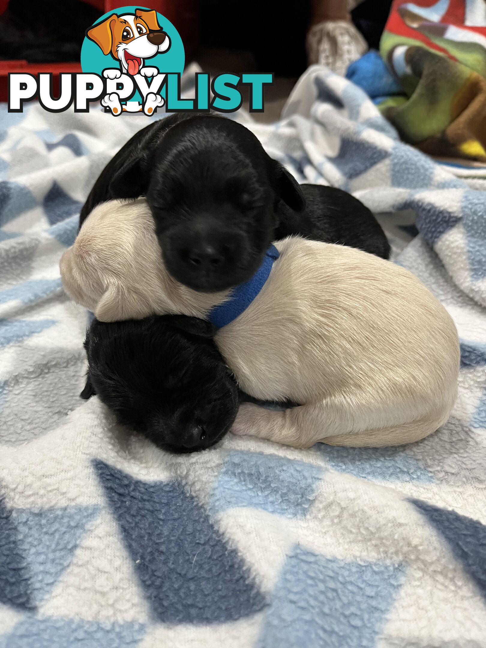 Schnoodle puppy 10 weeks old