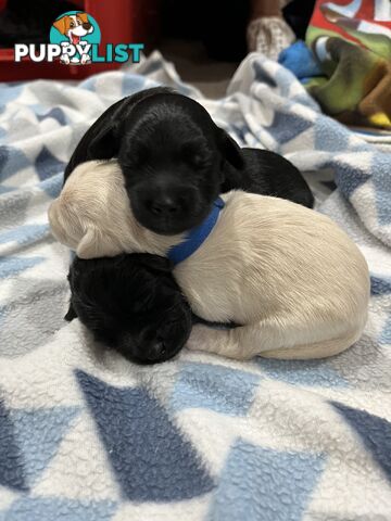 Schnoodle puppy 10 weeks old