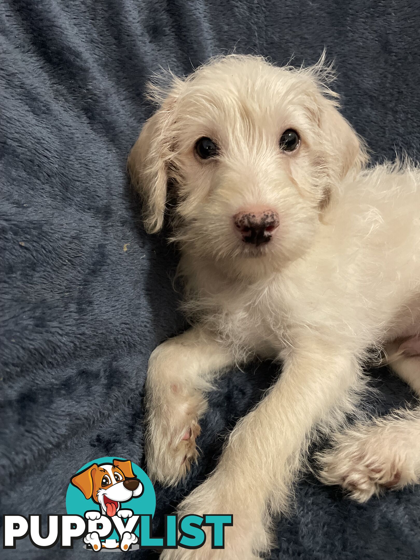 Schnoodle puppy 10 weeks old