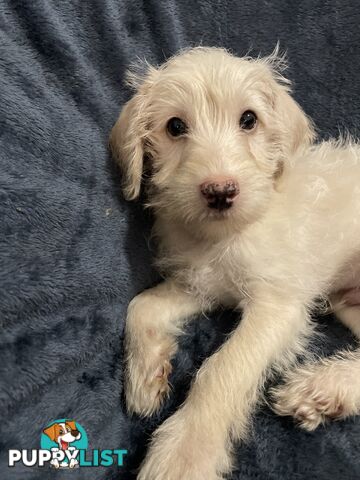 Schnoodle puppy 10 weeks old