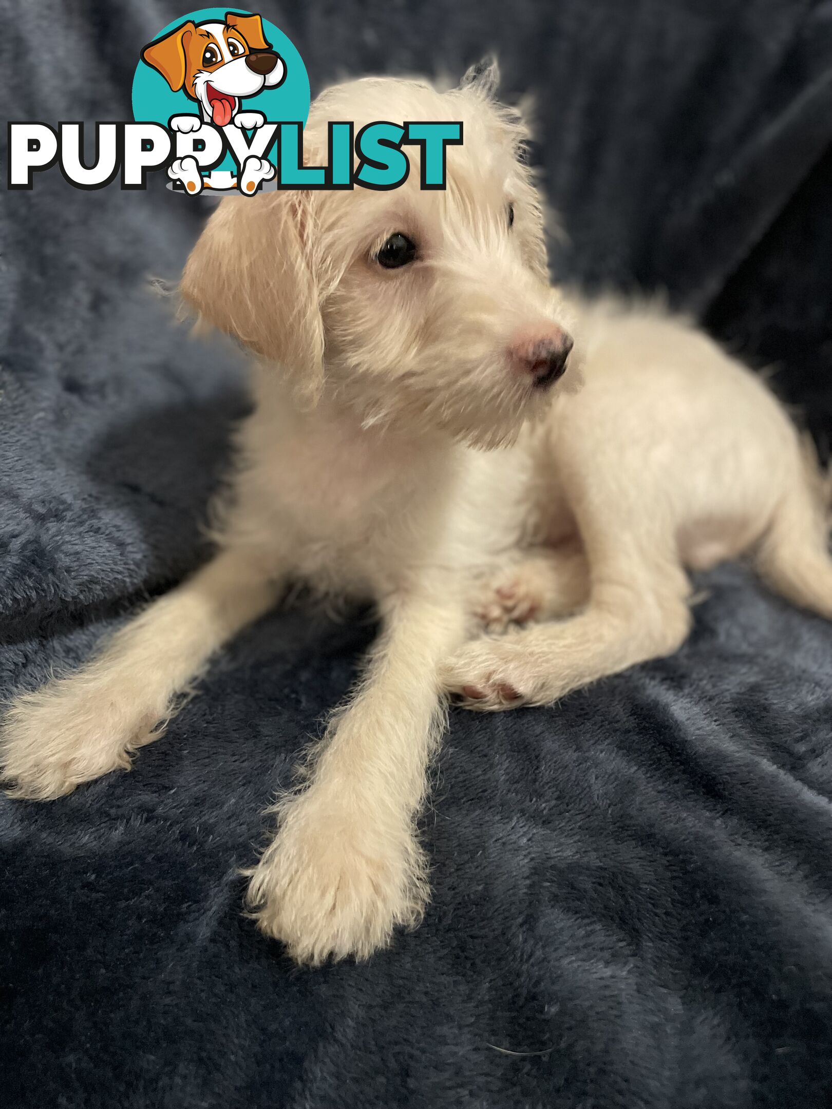 Schnoodle puppy 10 weeks old