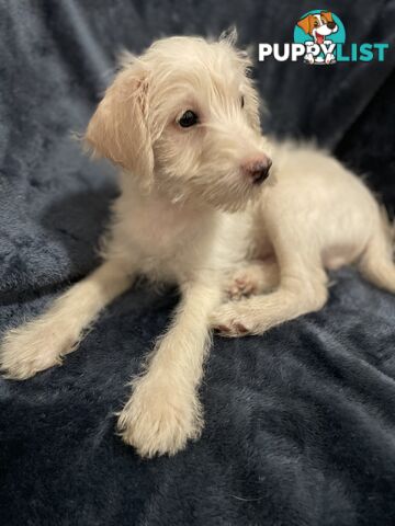 Schnoodle puppy 10 weeks old