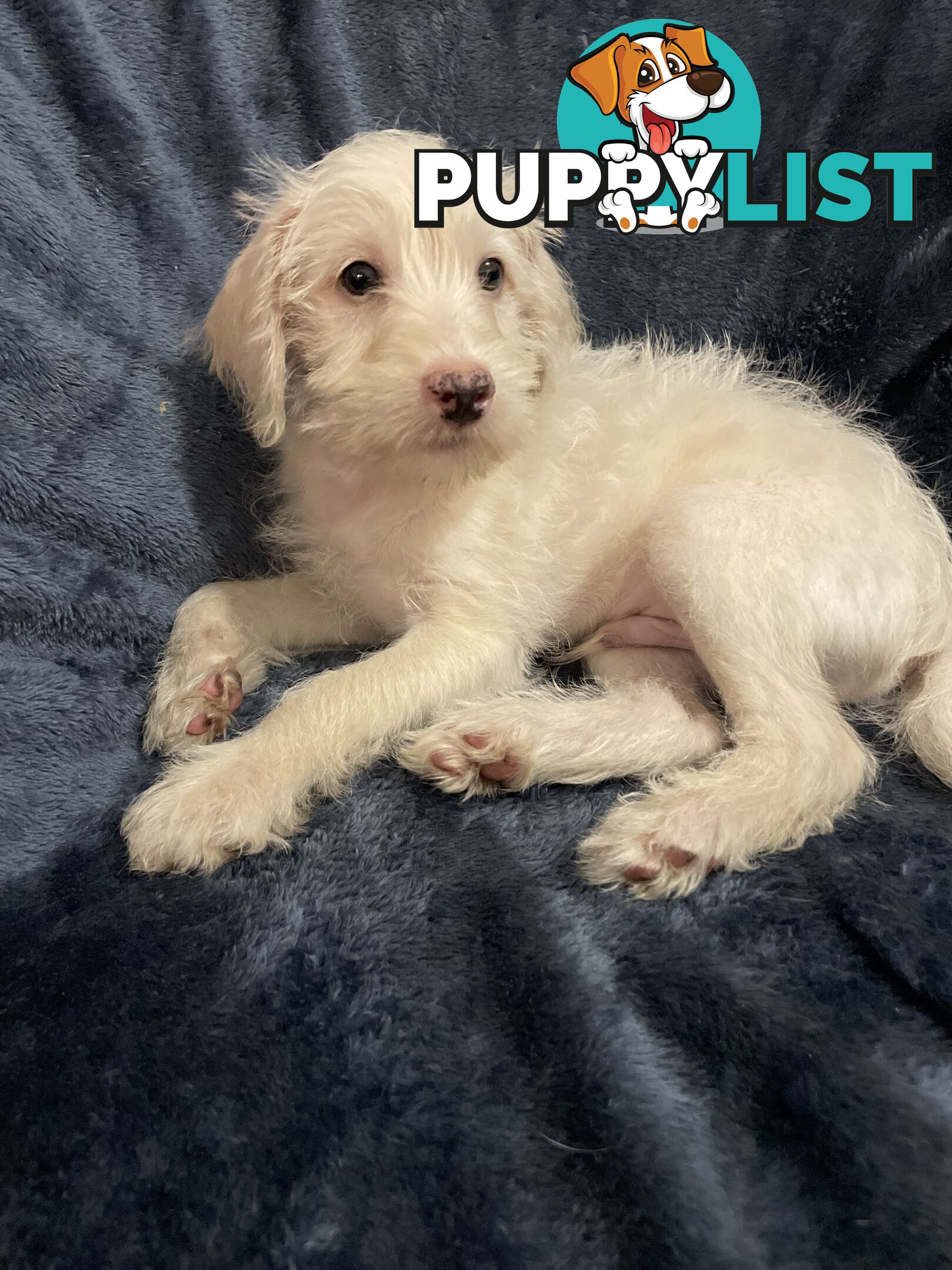 Schnoodle puppy 10 weeks old