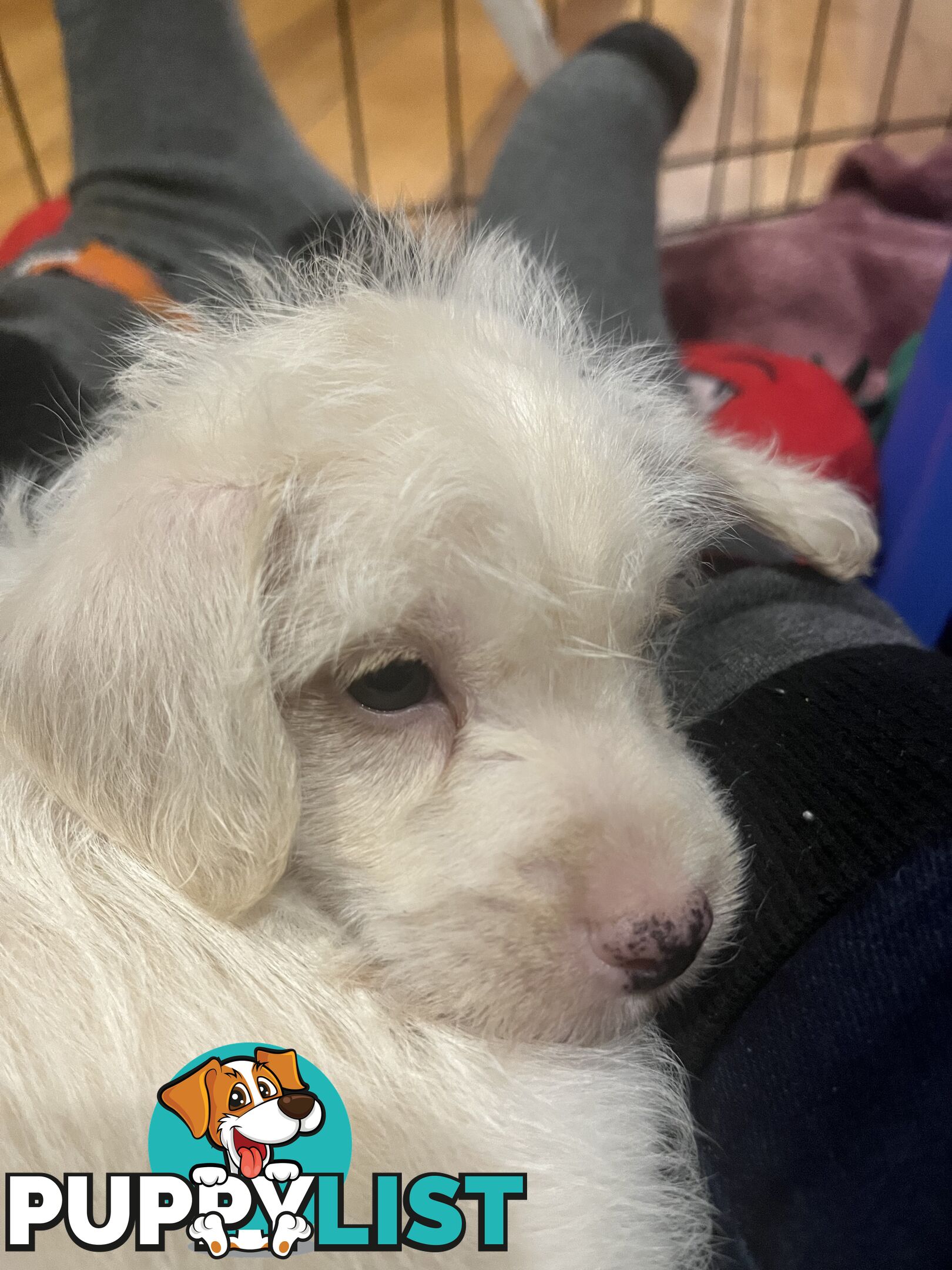 Schnoodle puppy 10 weeks old