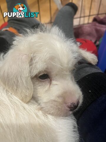 Schnoodle puppy 10 weeks old