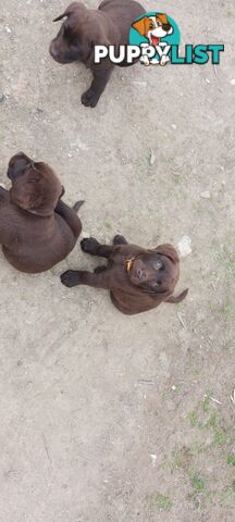Purebred Chocolate Labrador