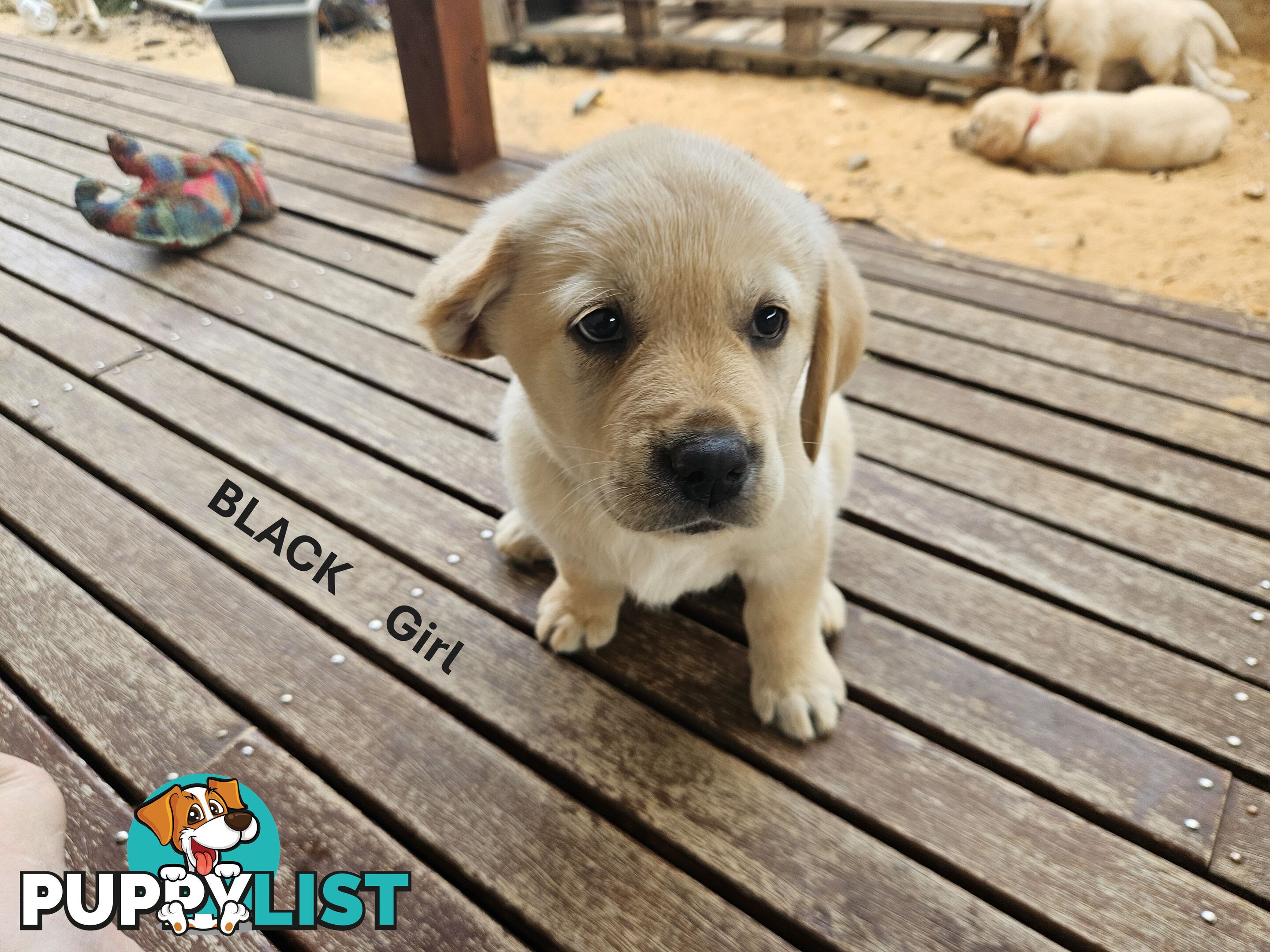 Golden Retriever X Labrador Puppies