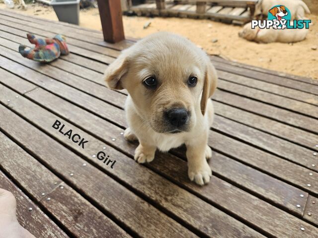 Golden Retriever X Labrador Puppies