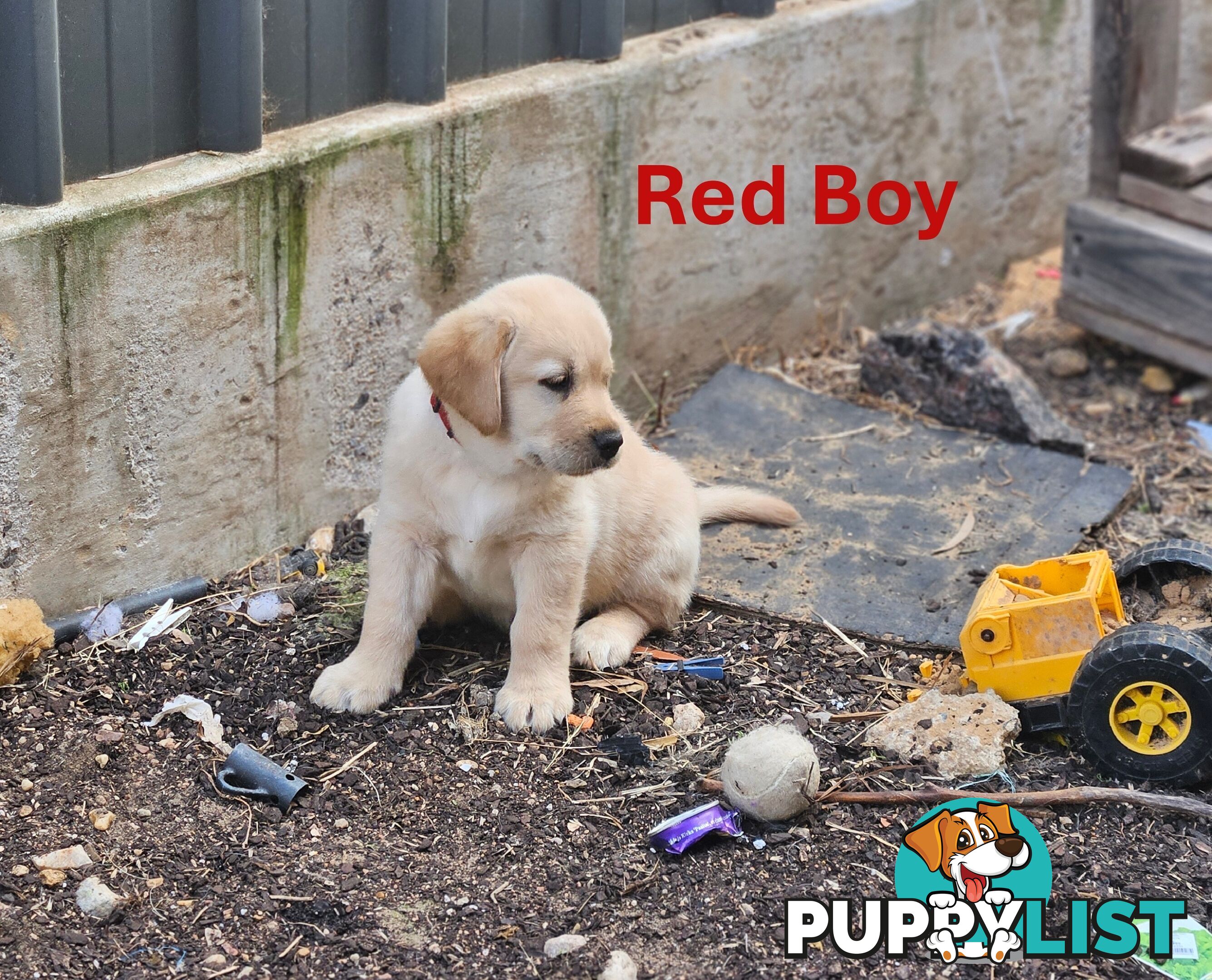 Golden Retriever X Labrador Puppies