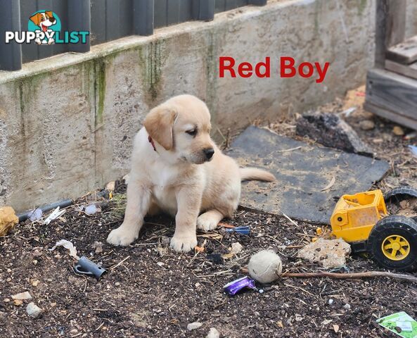 Golden Retriever X Labrador Puppies