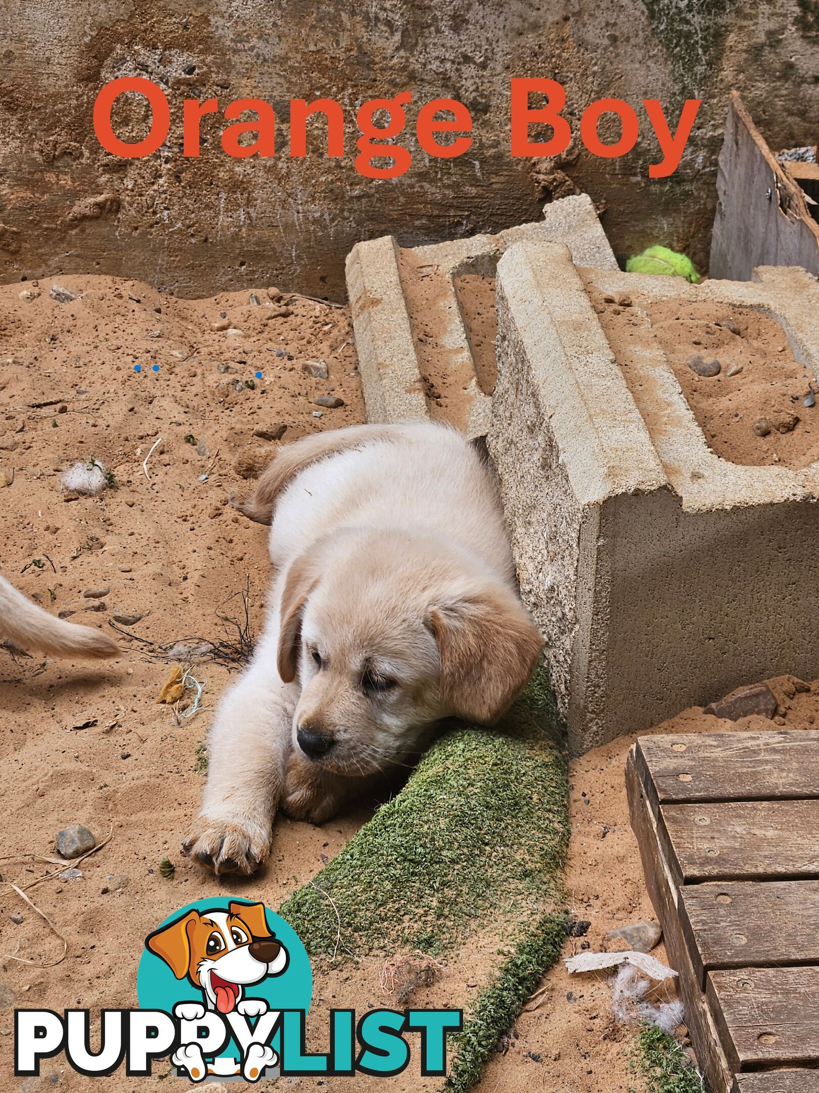 Golden Retriever X Labrador Puppies