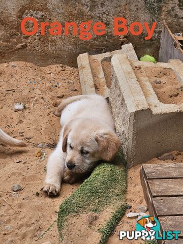 Golden Retriever X Labrador Puppies