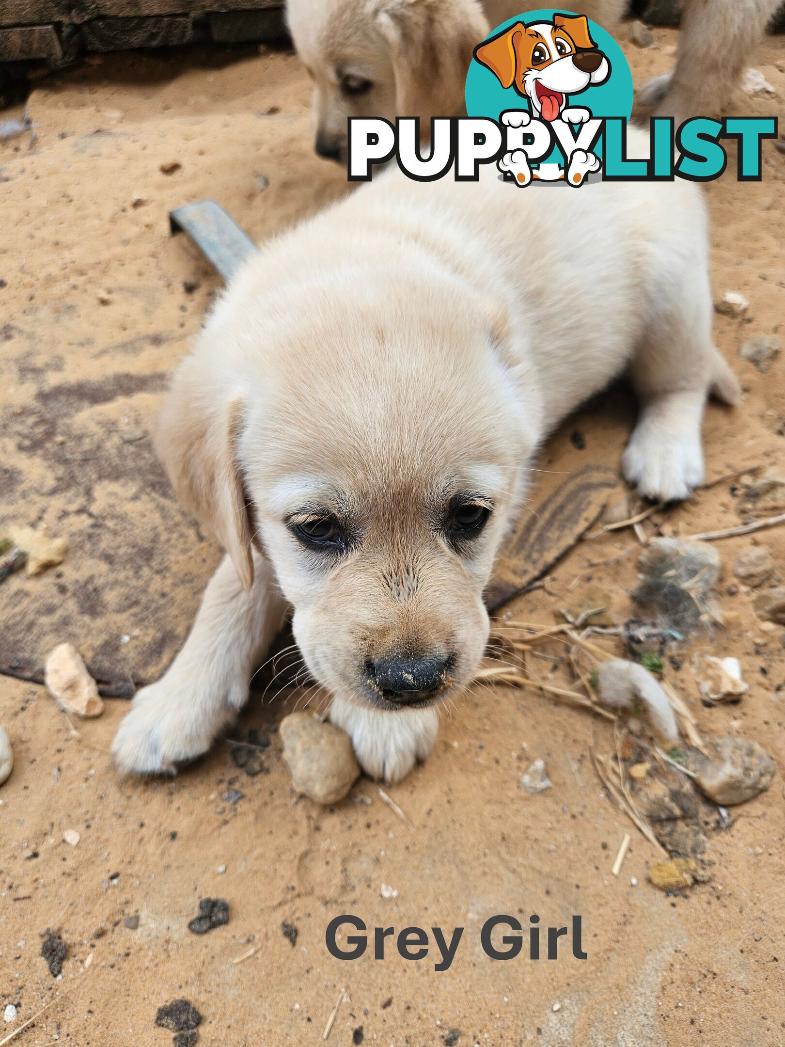 Golden Retriever X Labrador Puppies