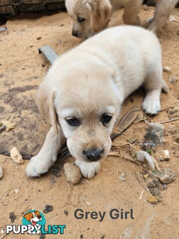 Golden Retriever X Labrador Puppies