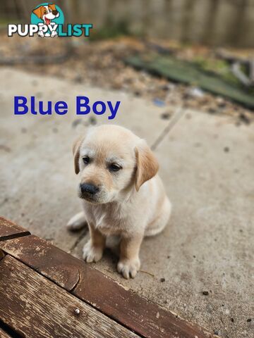 Golden Retriever X Labrador Puppies