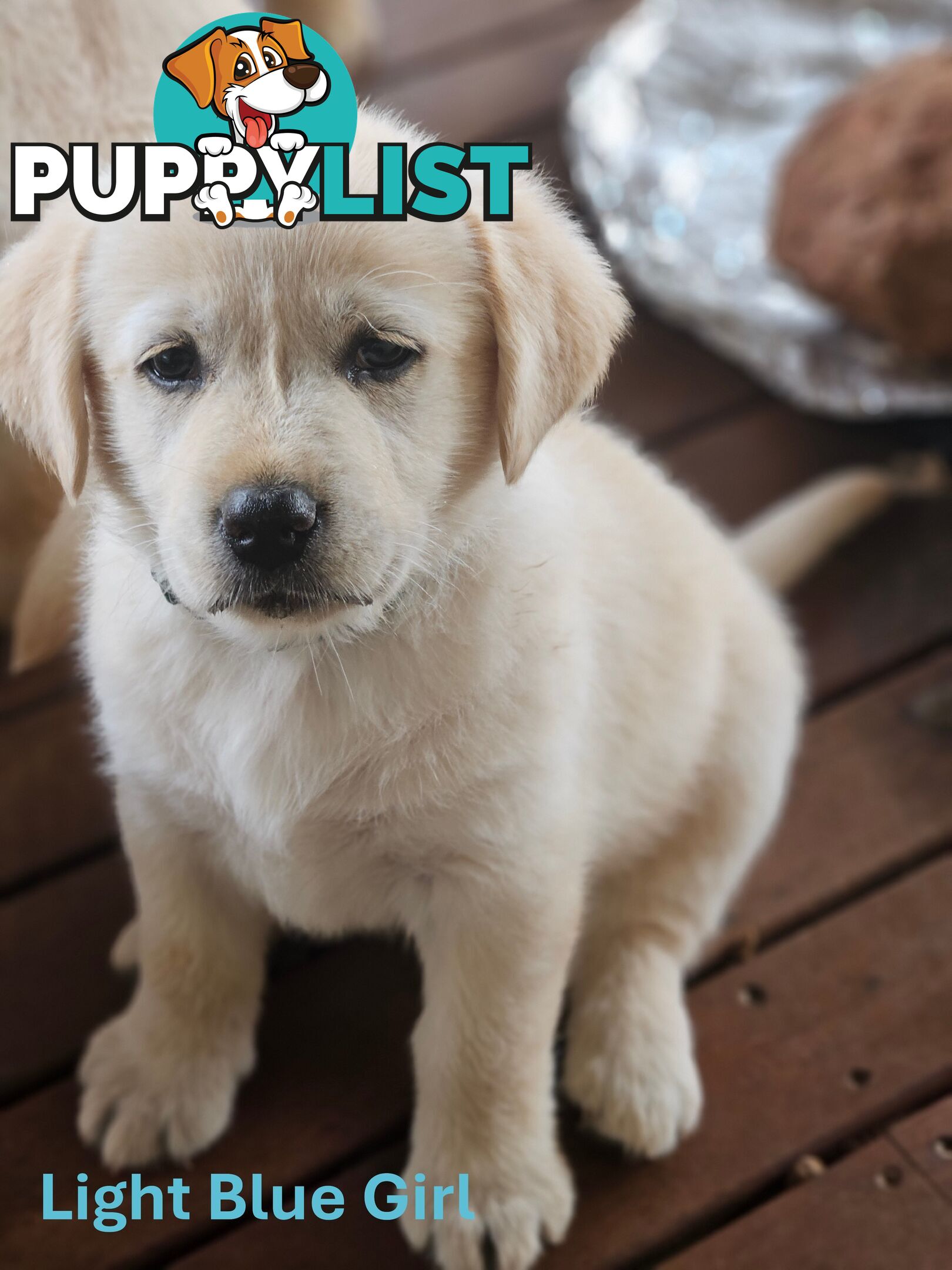 Golden Retriever X Labrador Puppies