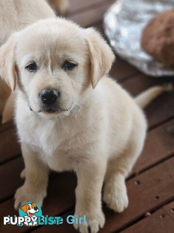 Golden Retriever X Labrador Puppies