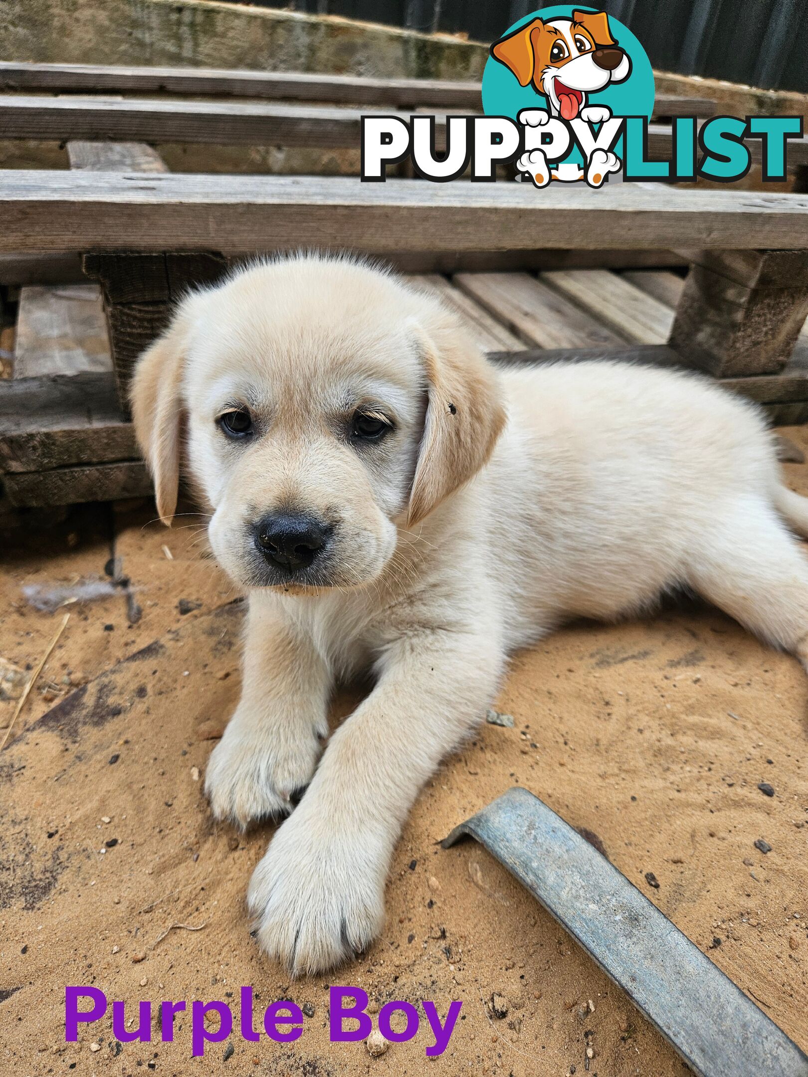 Golden Retriever X Labrador Puppies