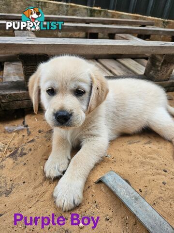 Golden Retriever X Labrador Puppies