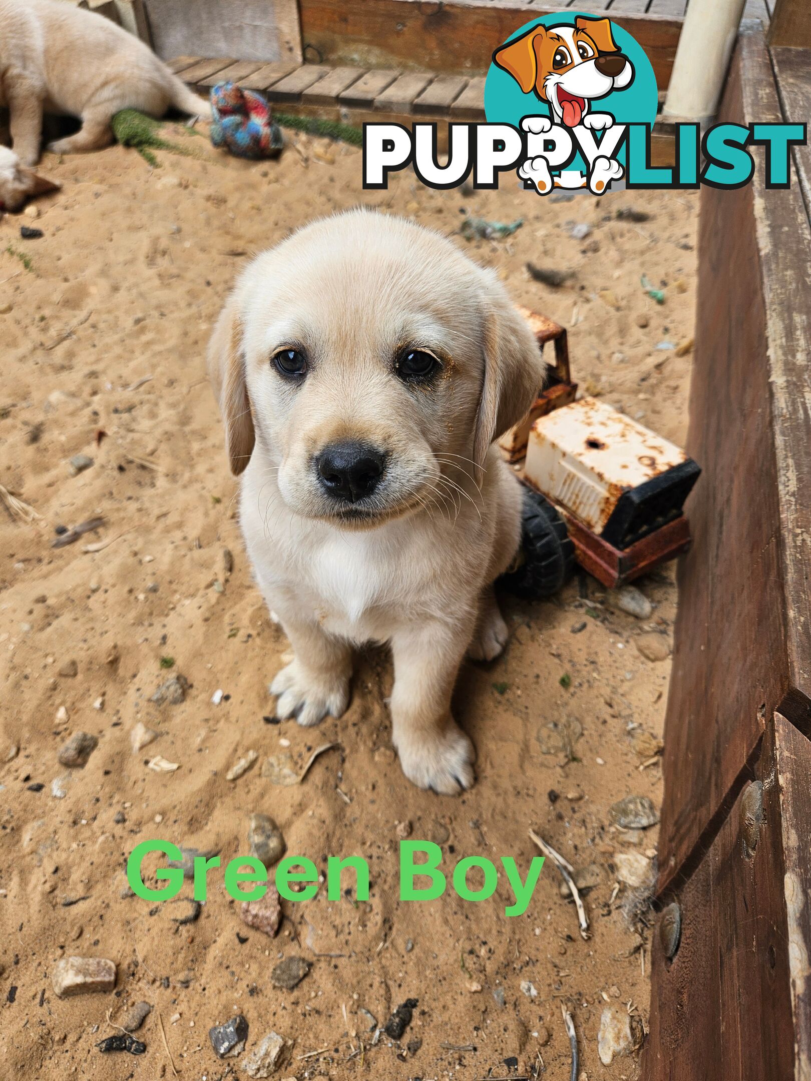 Golden Retriever X Labrador Puppies