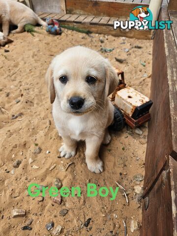 Golden Retriever X Labrador Puppies