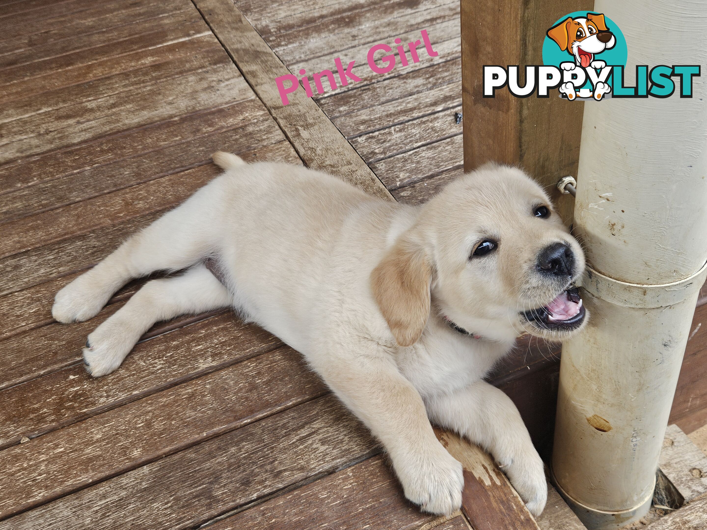 Golden Retriever X Labrador Puppies