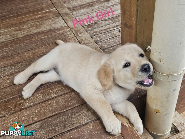 Golden Retriever X Labrador Puppies