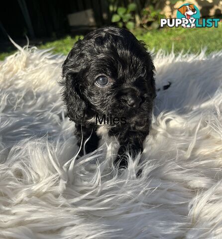 Cavoodle puppies