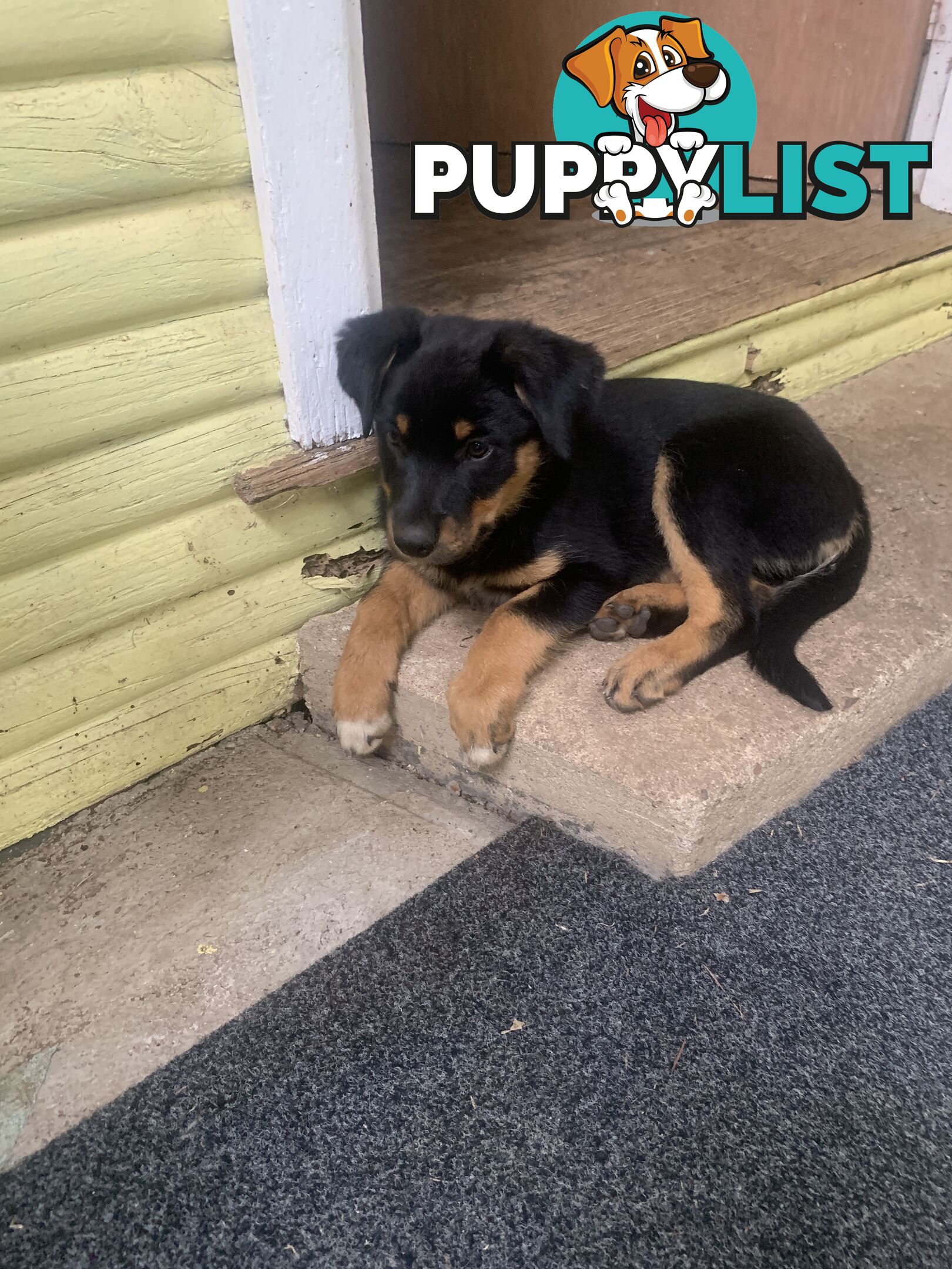 Kelpie x Border Collie puppies