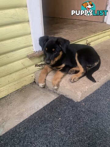 Kelpie x Border Collie puppies