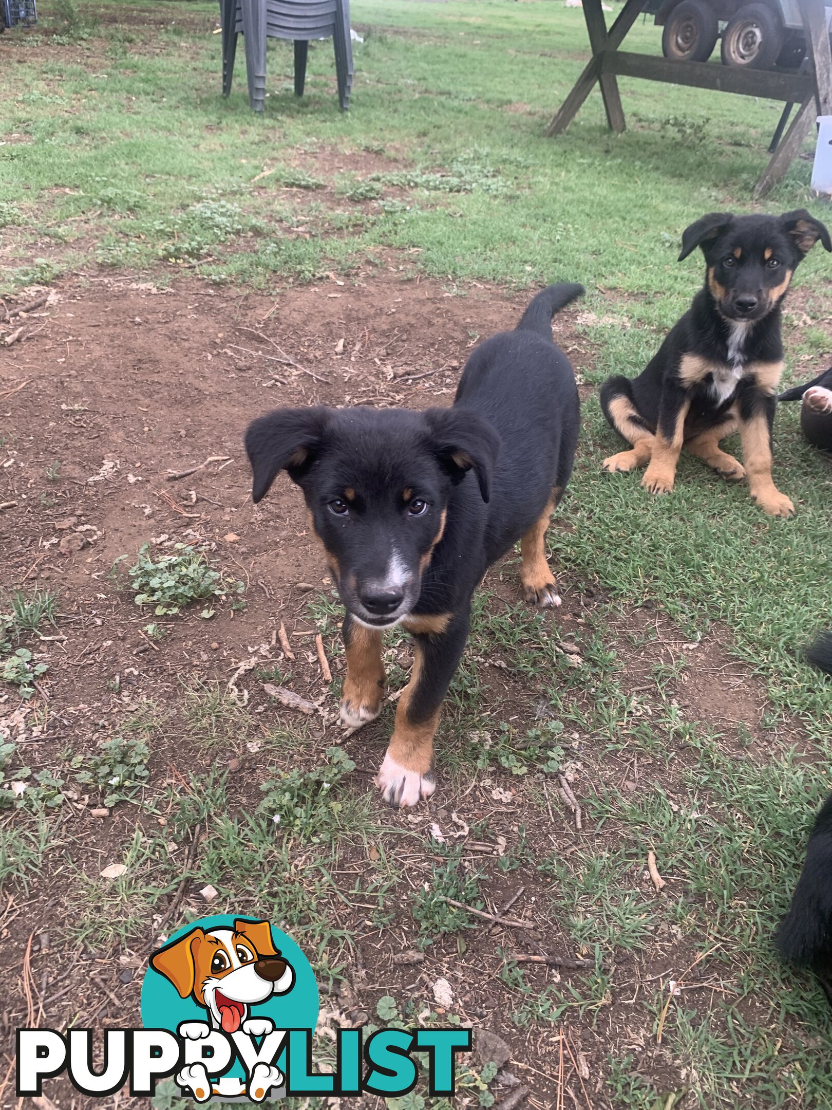 Kelpie x Border Collie puppies