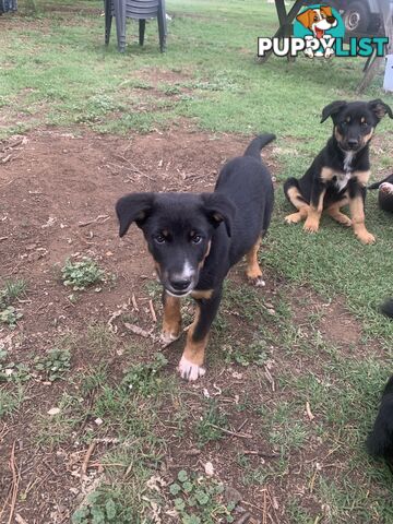 Kelpie x Border Collie puppies