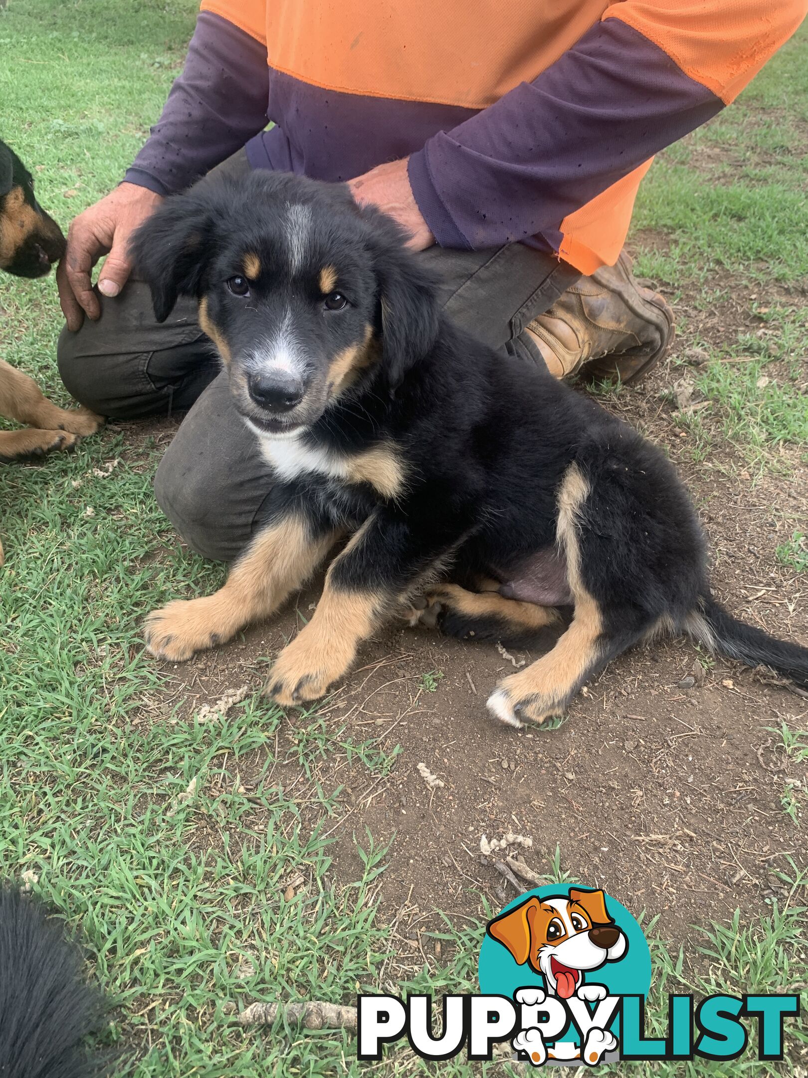 Kelpie x Border Collie puppies