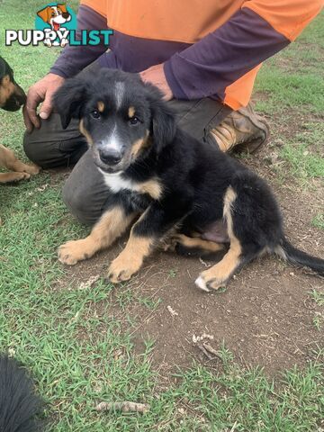 Kelpie x Border Collie puppies