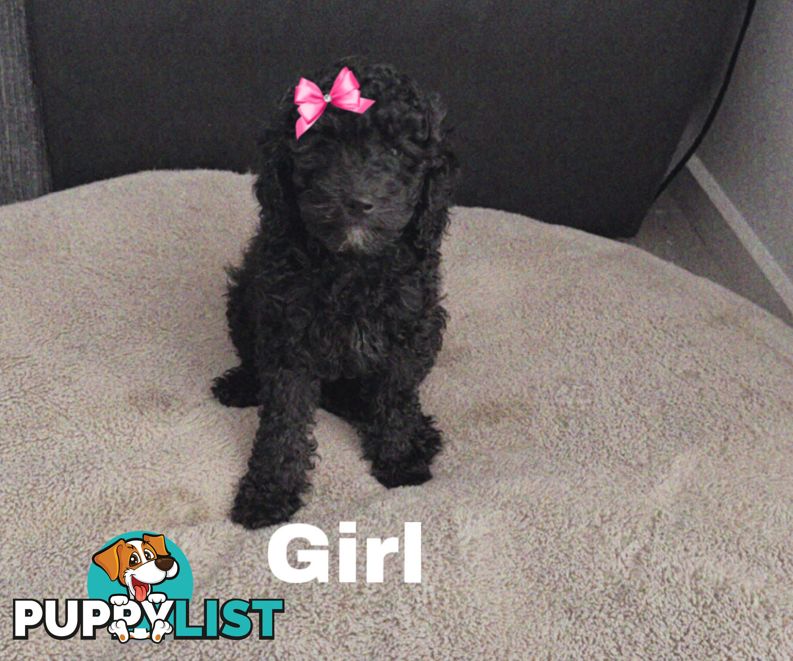 Miniature Poodle Puppies ( Pure Bred)