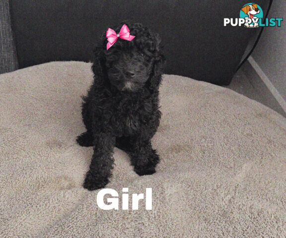 Miniature Poodle Puppies ( Pure Bred)