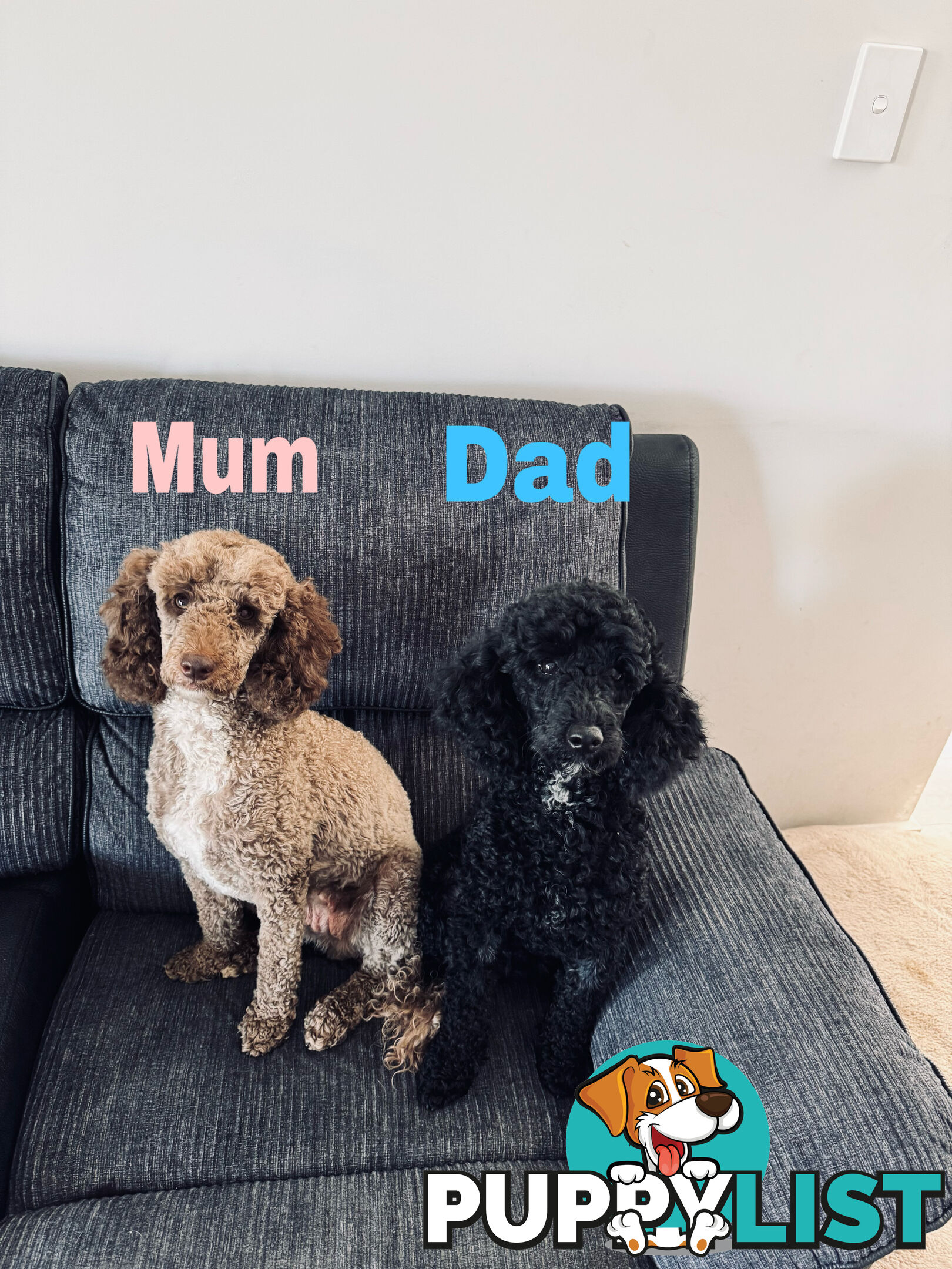 Miniature Poodle Puppies ( Pure Bred)