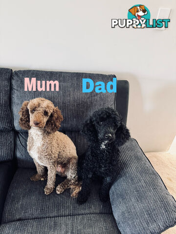 Miniature Poodle Puppies ( Pure Bred)