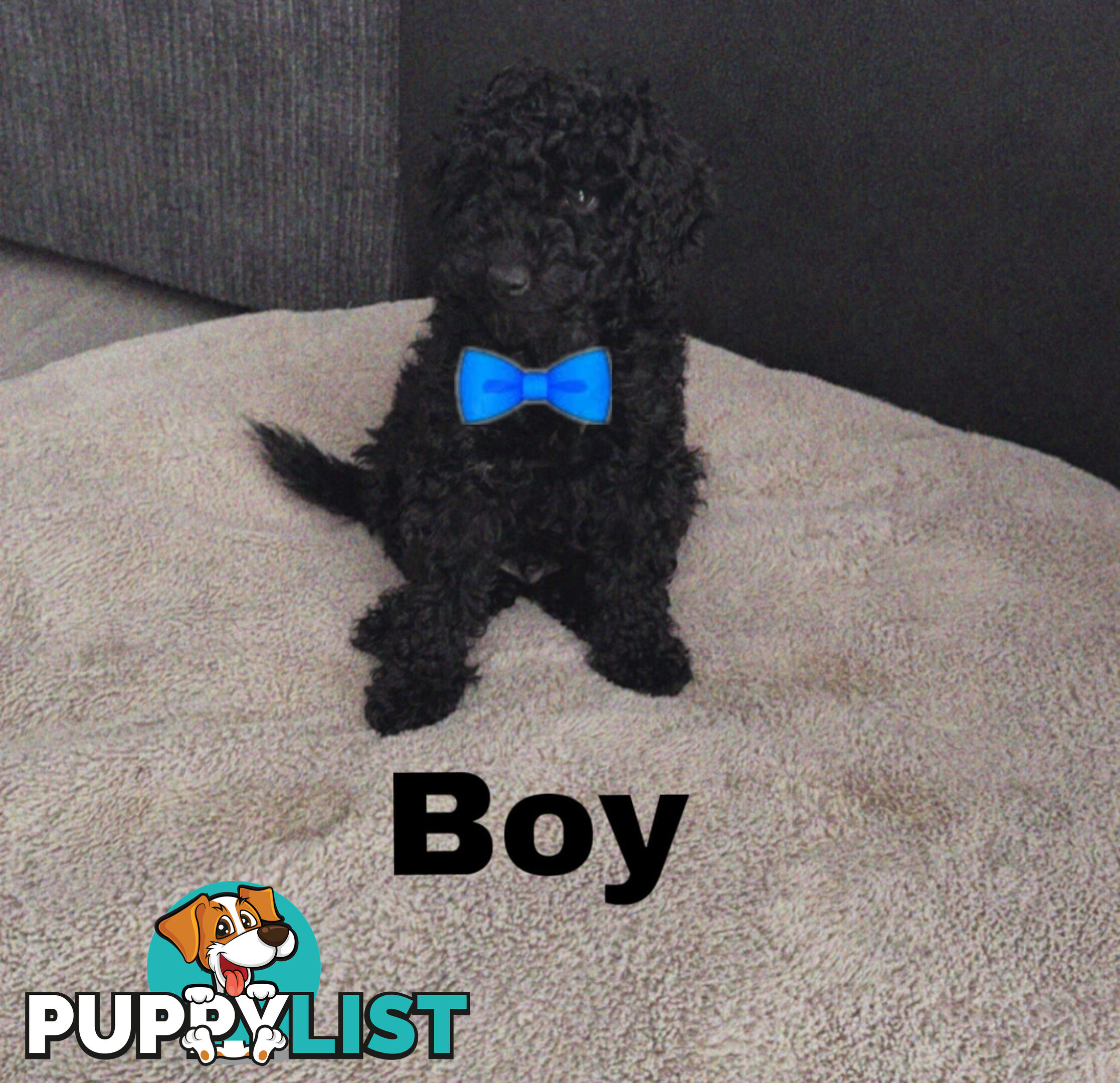 Miniature Poodle Puppies ( Pure Bred)