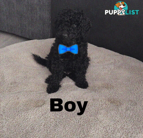 Miniature Poodle Puppies ( Pure Bred)