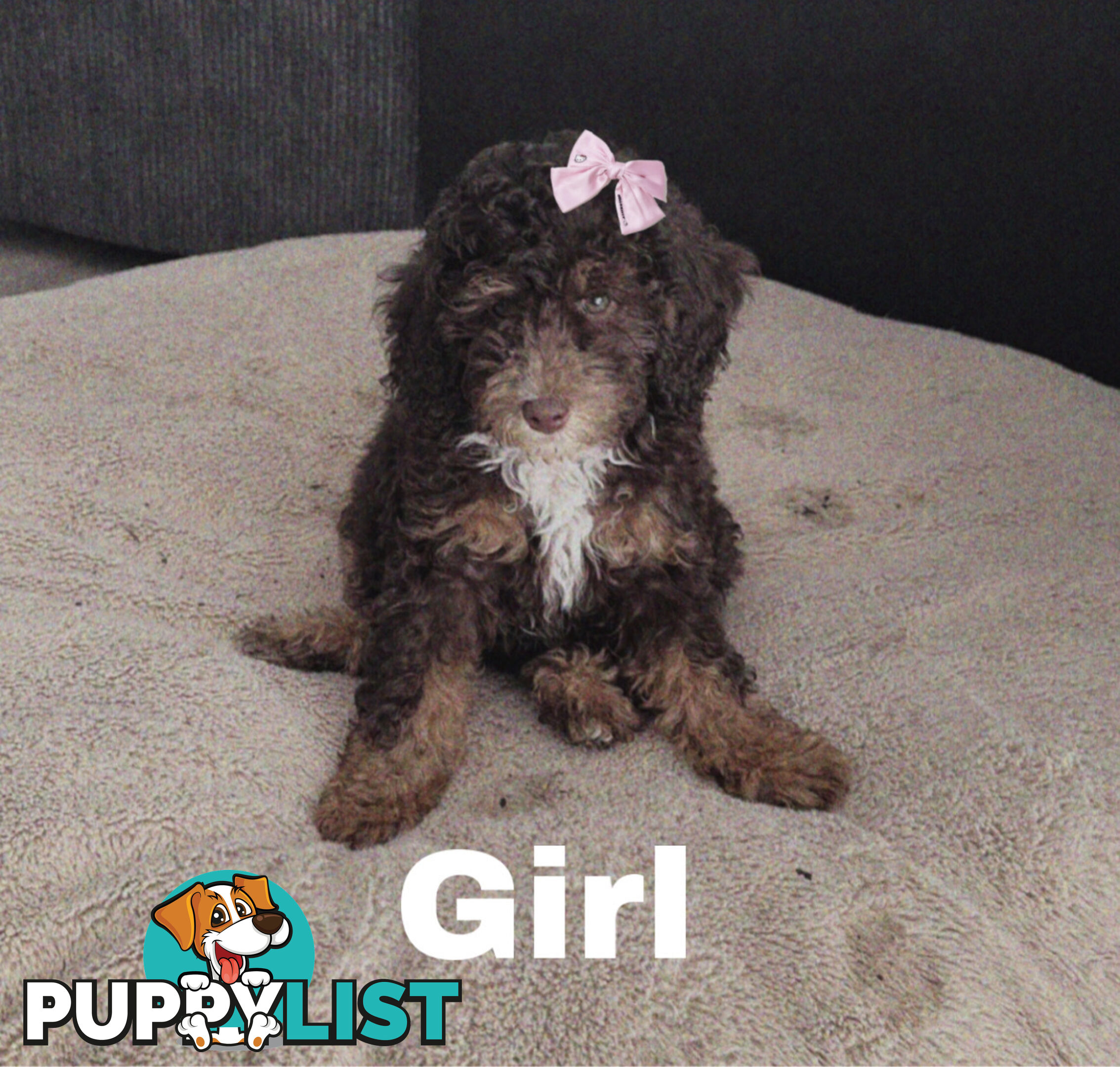 Miniature Poodle Puppies ( Pure Bred)