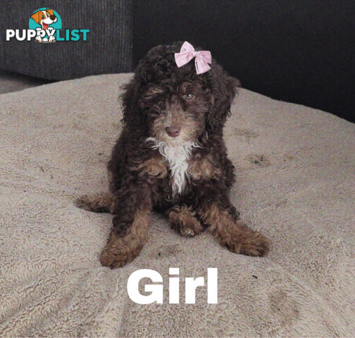 Miniature Poodle Puppies ( Pure Bred)