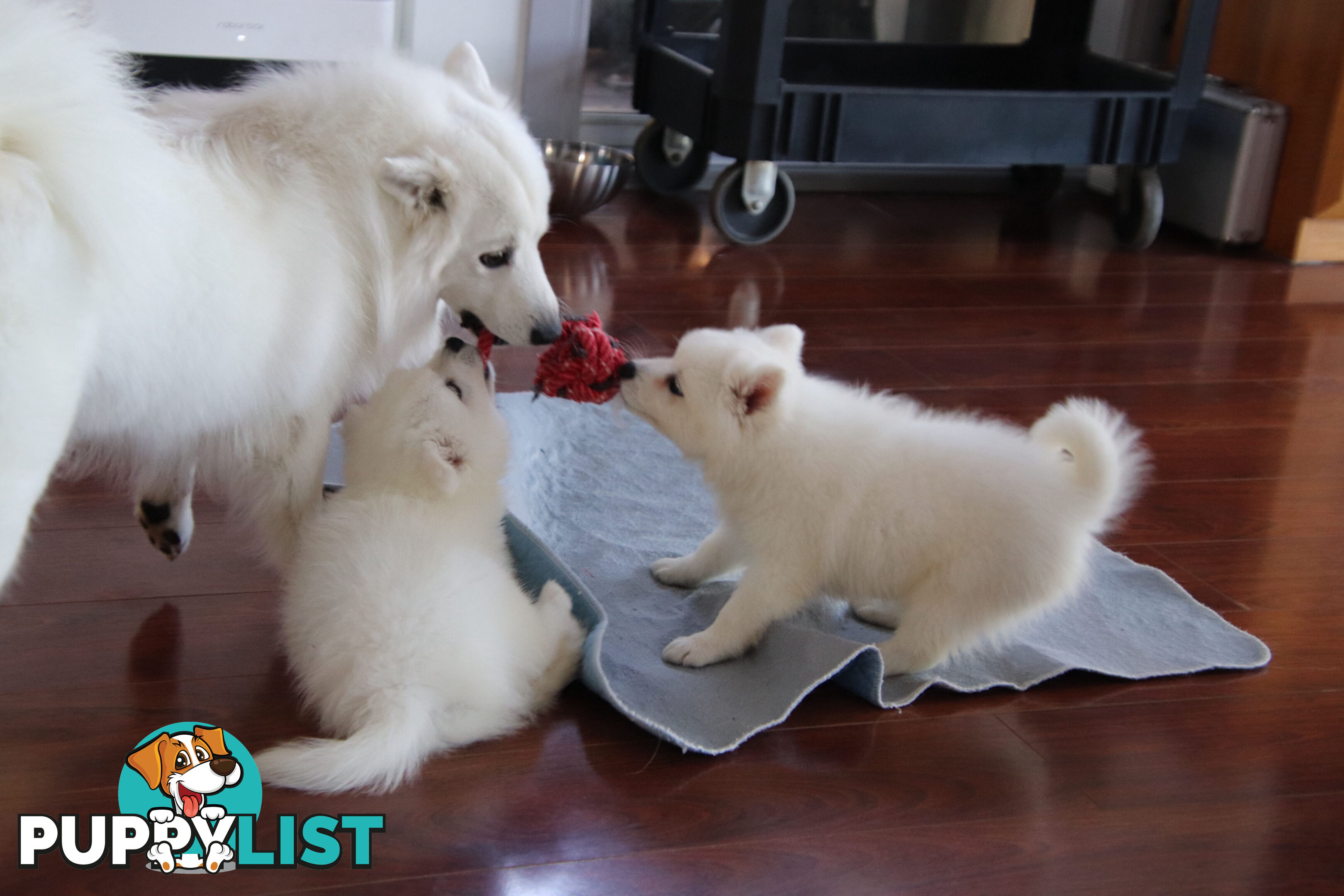 Japanese Spitz pure breed