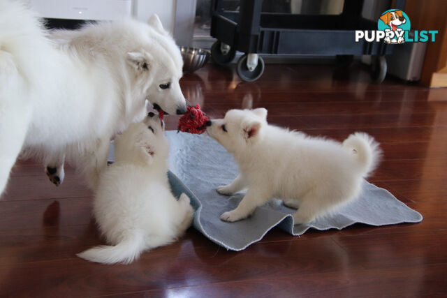 Japanese Spitz pure breed